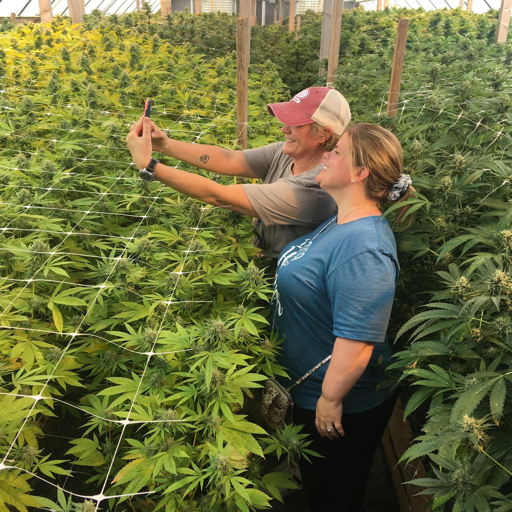 Experiencing Mendocino's finest sun-grown cannabis farm in stunning full bloom. Visitors enjoying a guided tour among the vibran